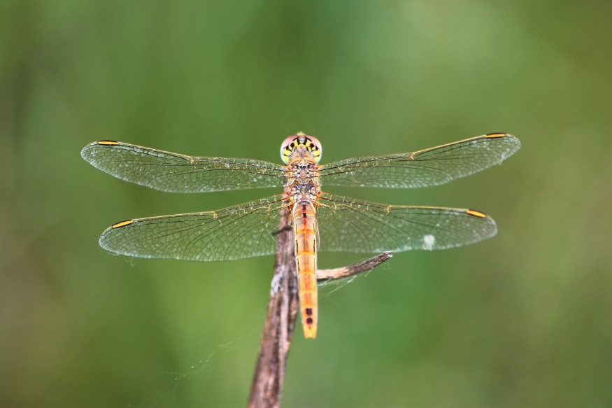 Libellula da ID - Sympetrum fonscolombii